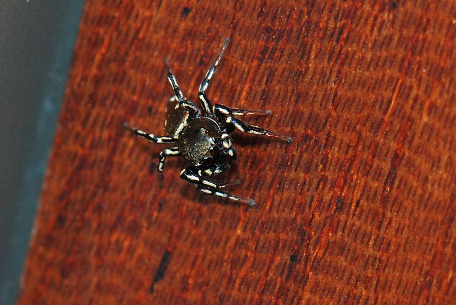 Heliophanus kochii